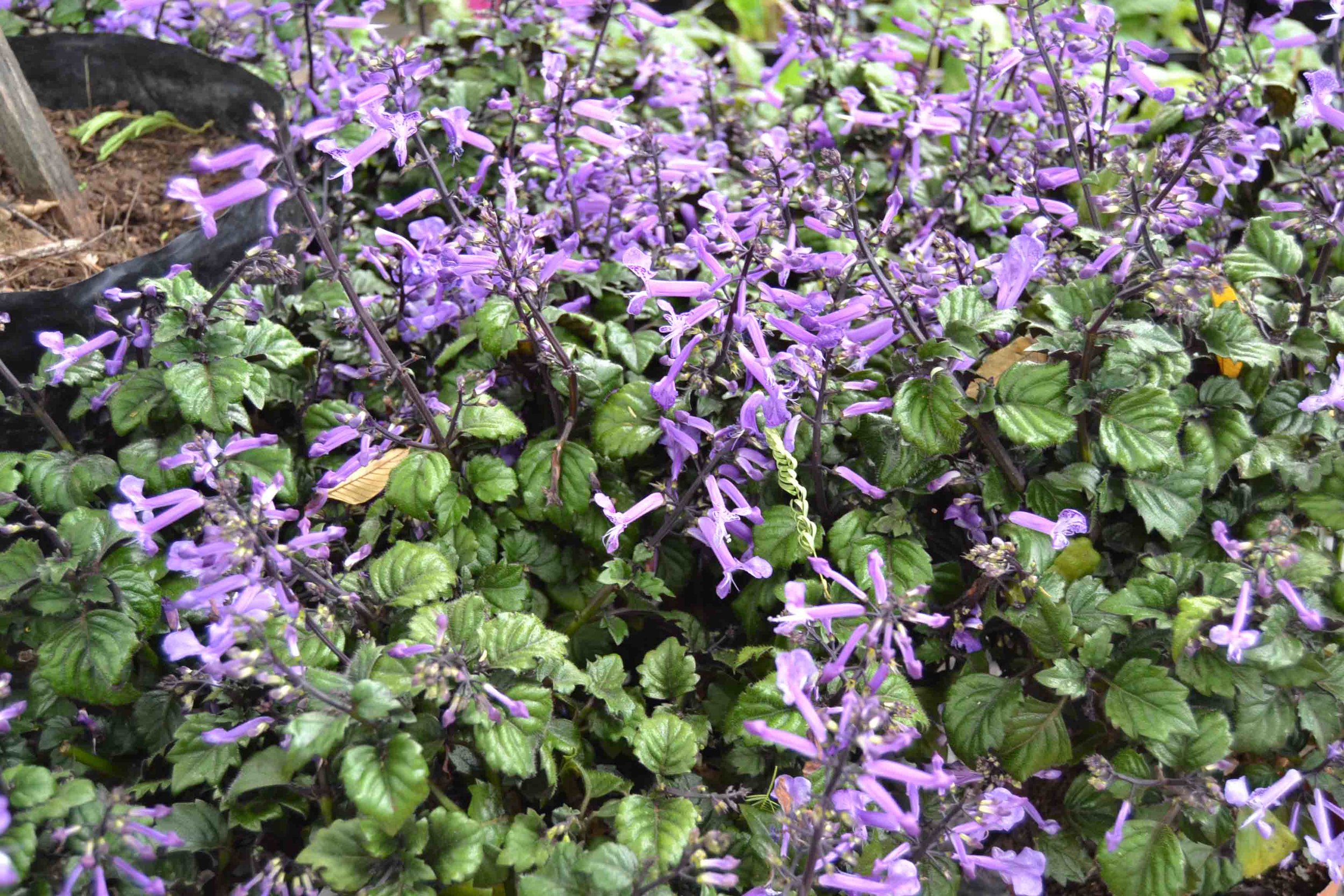 Plectranthus - the perfect plant for Shade — Sprout Landscapes