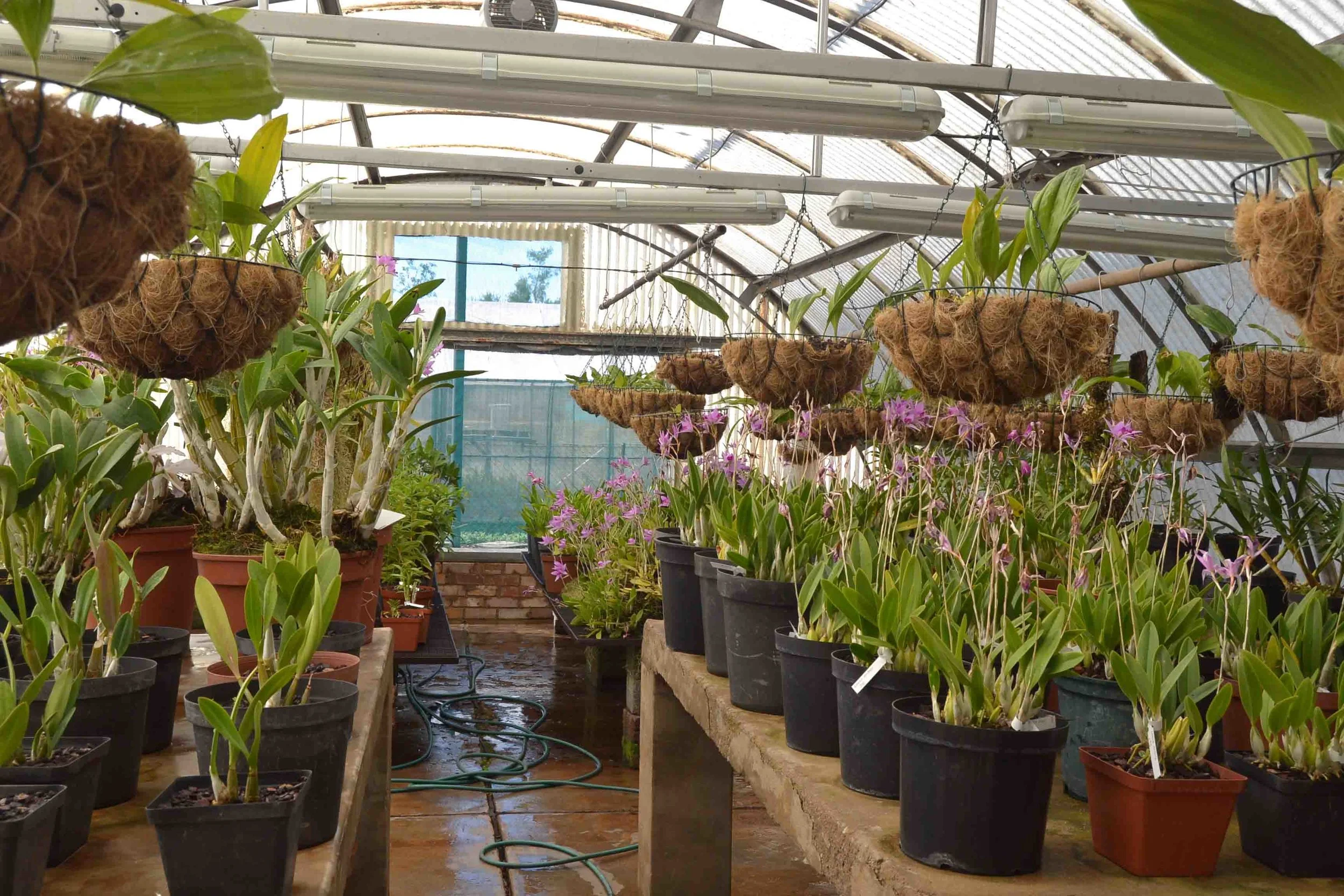 Orchids in Greenhouse