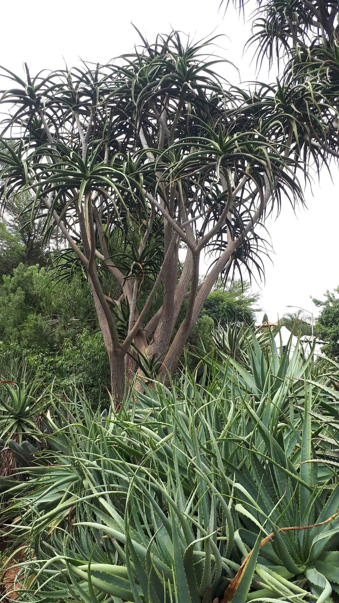 Gariep Nursery, Pretoria — Sprout Landscapes