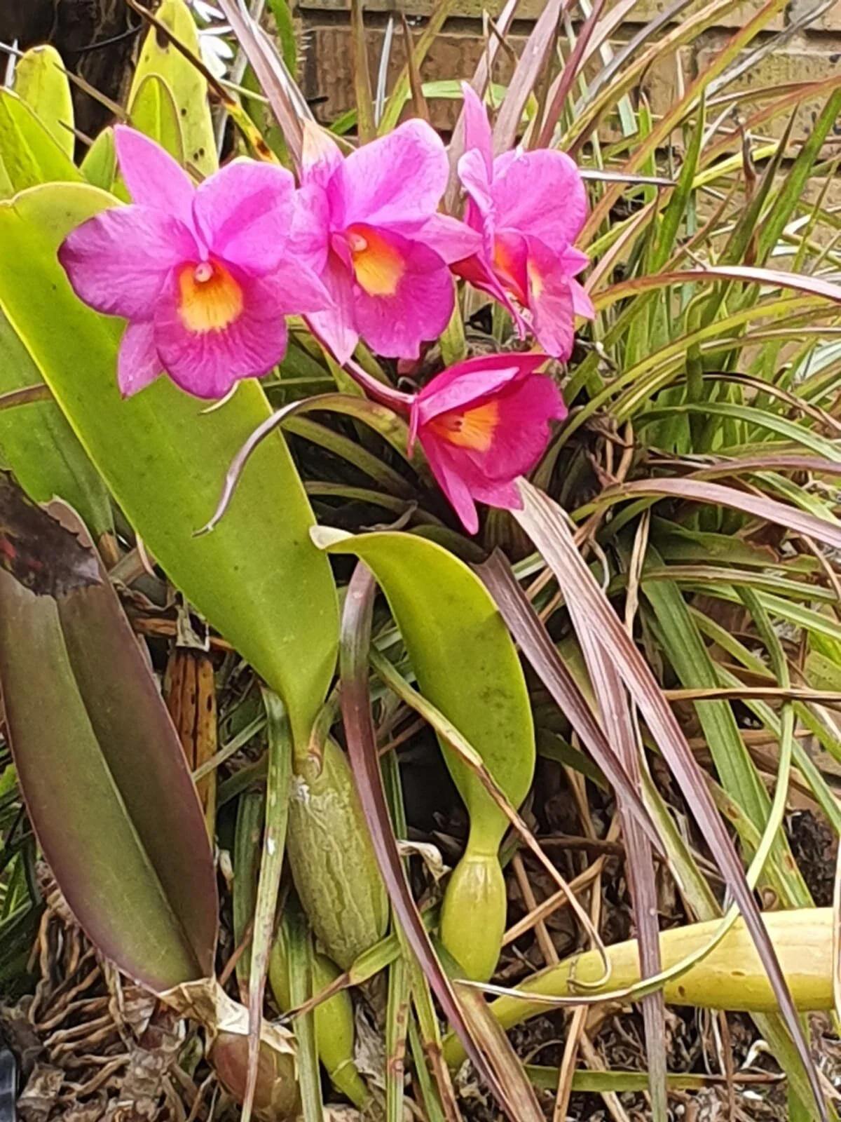 An Enchanted Orchid Garden — Sprout Landscapes