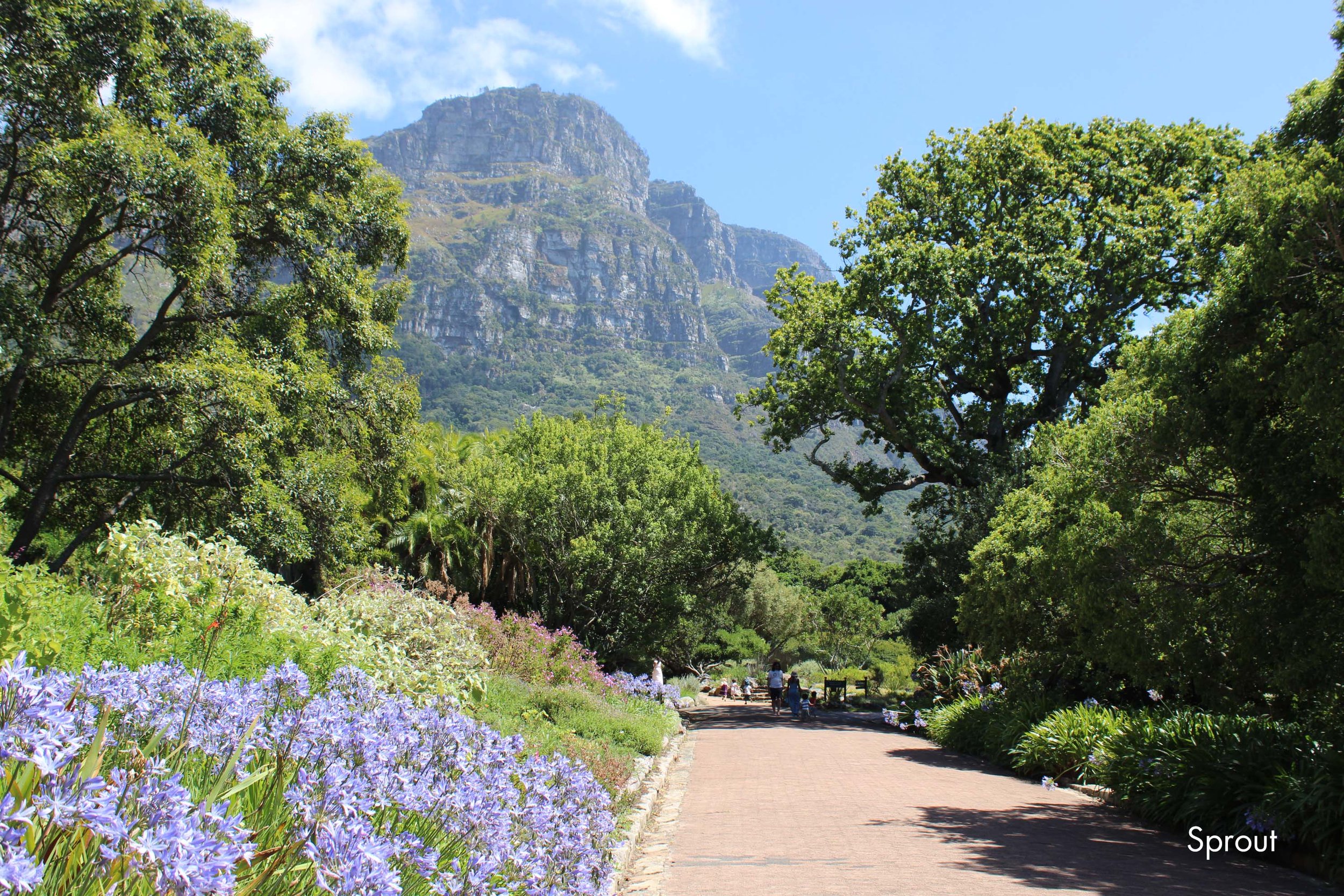 Kirstenbosch Botanical Garden
