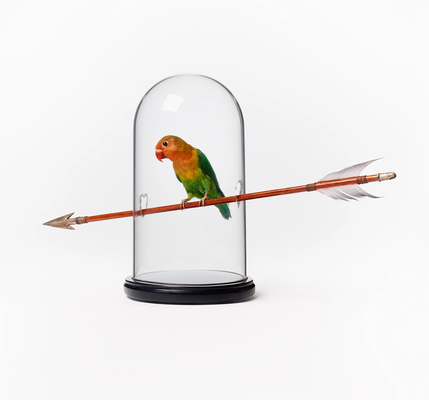 Bird on Arrow