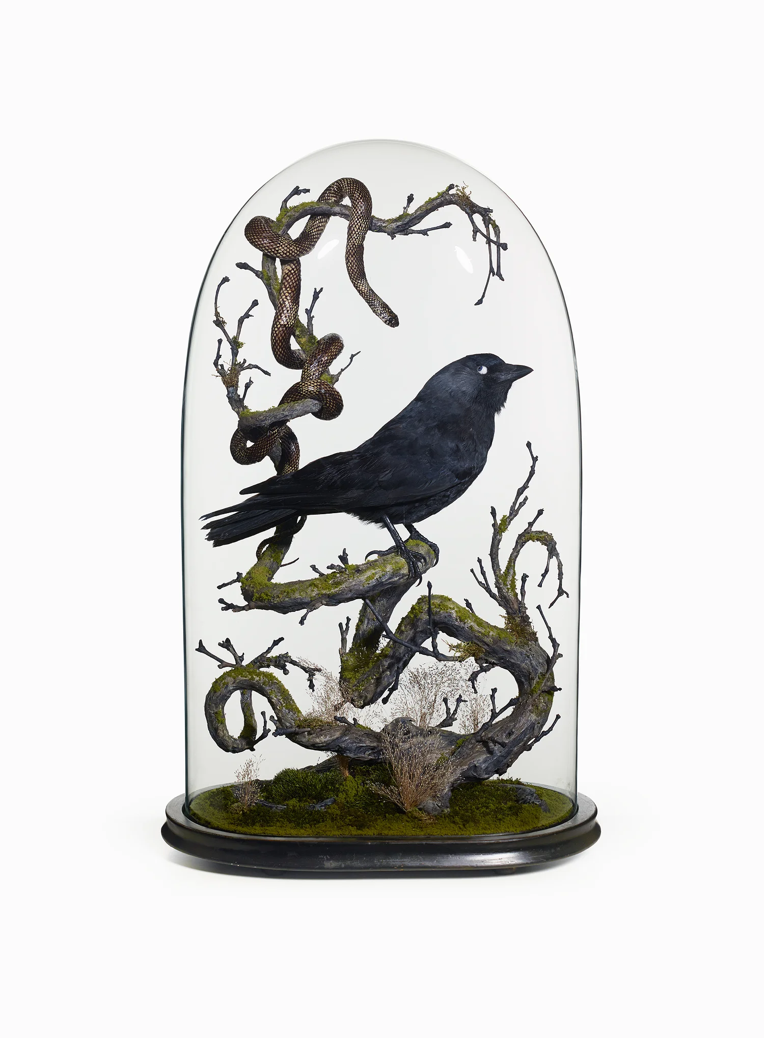 The Crow and the Snake