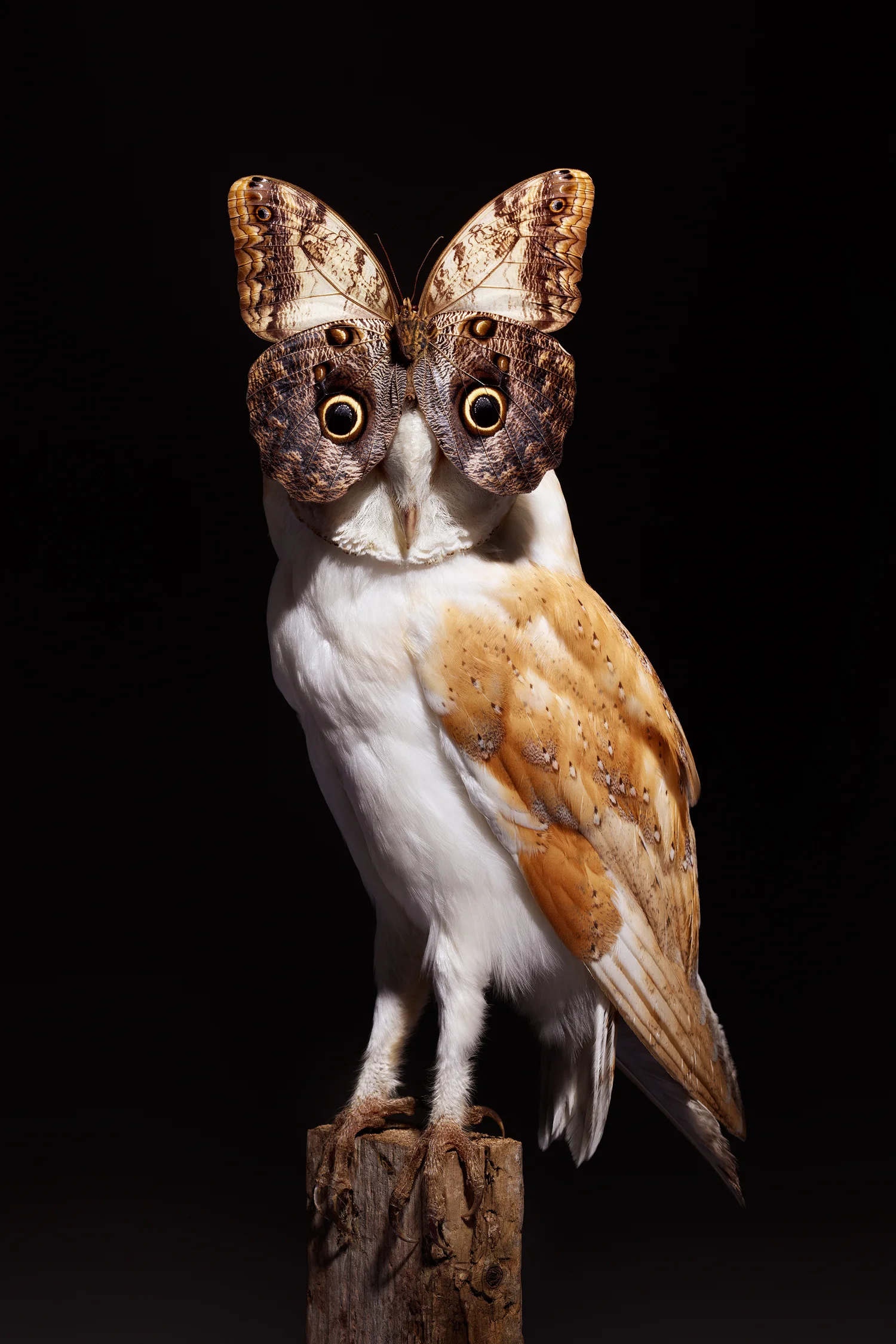 Butterfly Owl