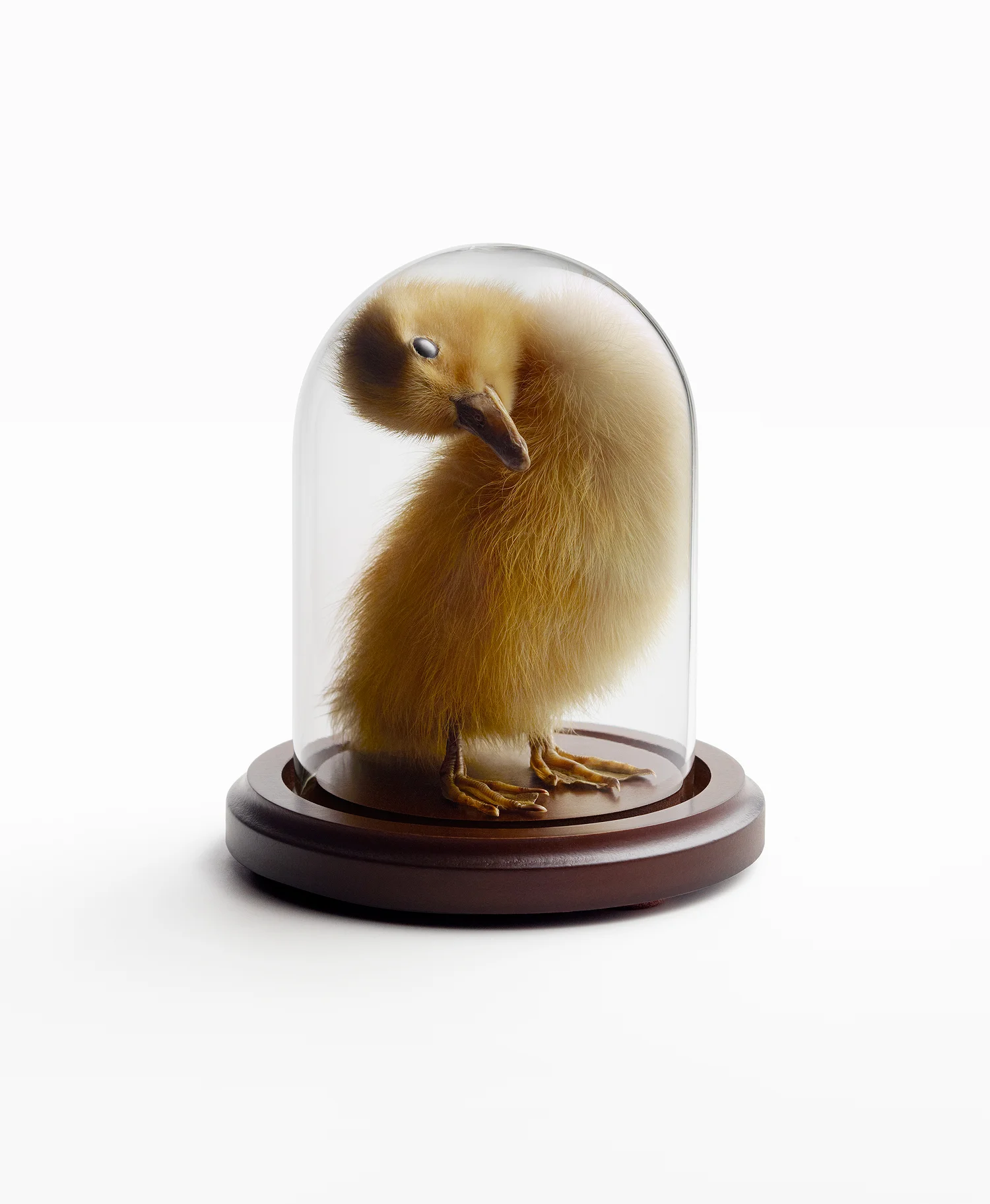 Chick