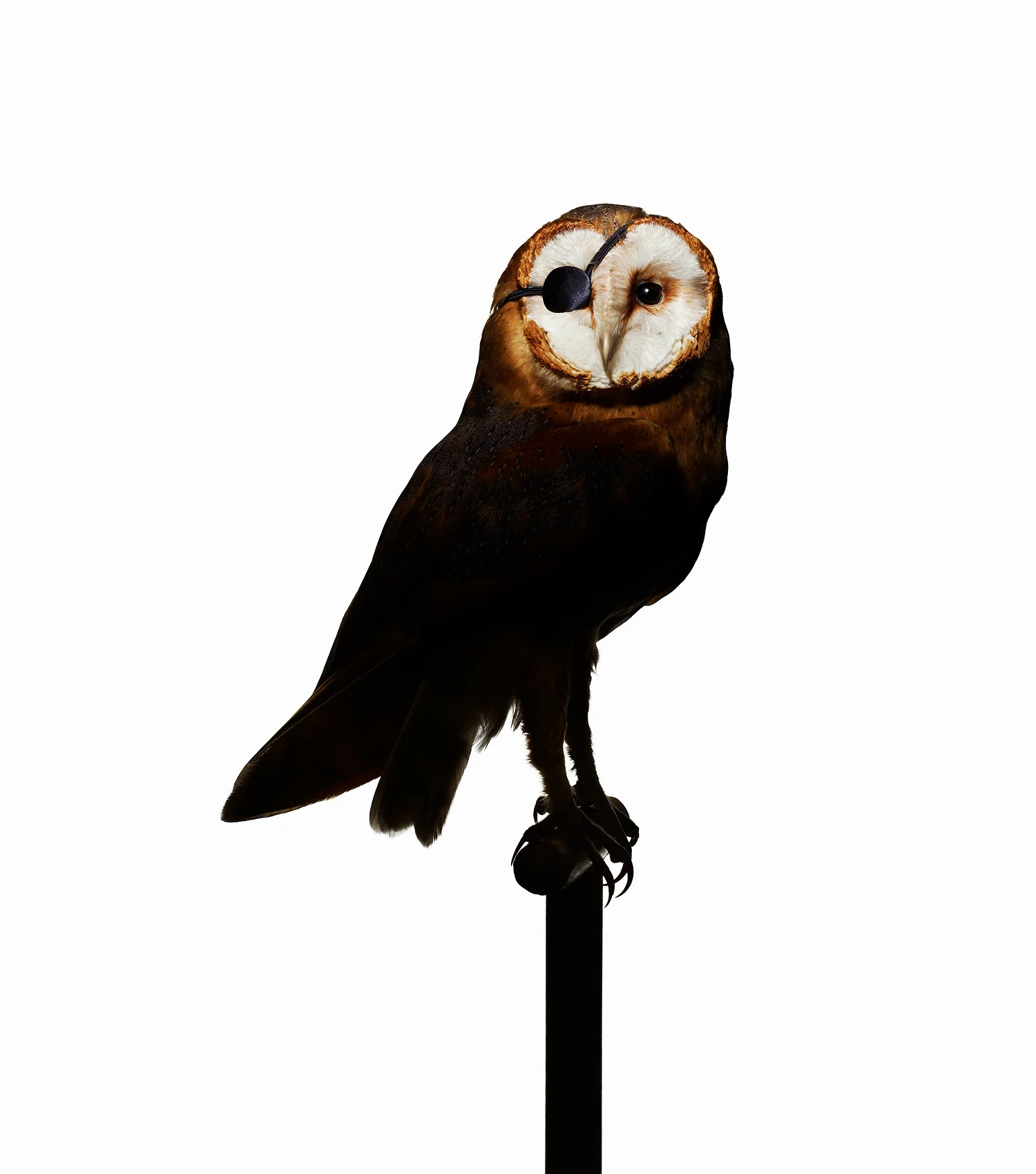 Owl with eye patch