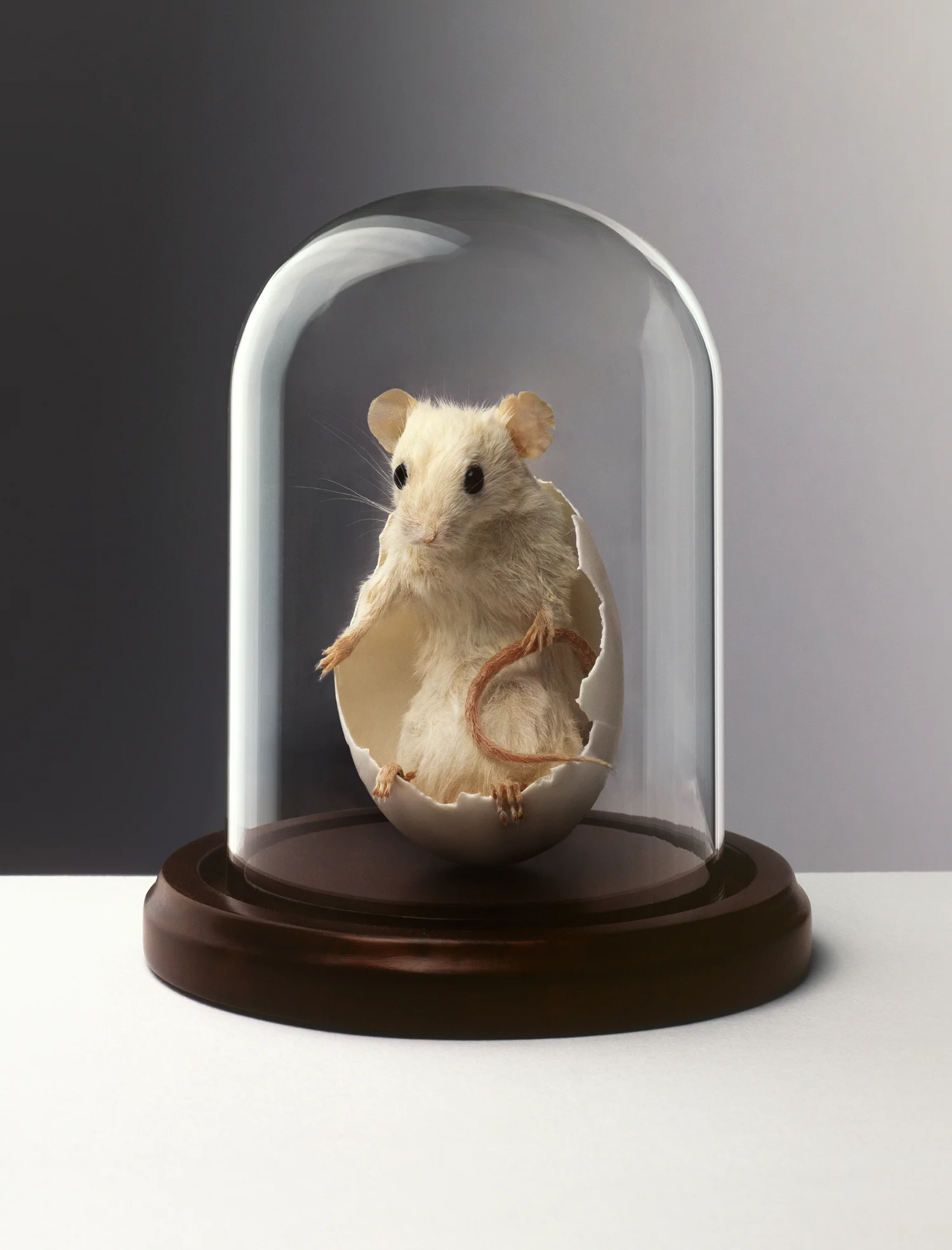 Mouse in Eggshell