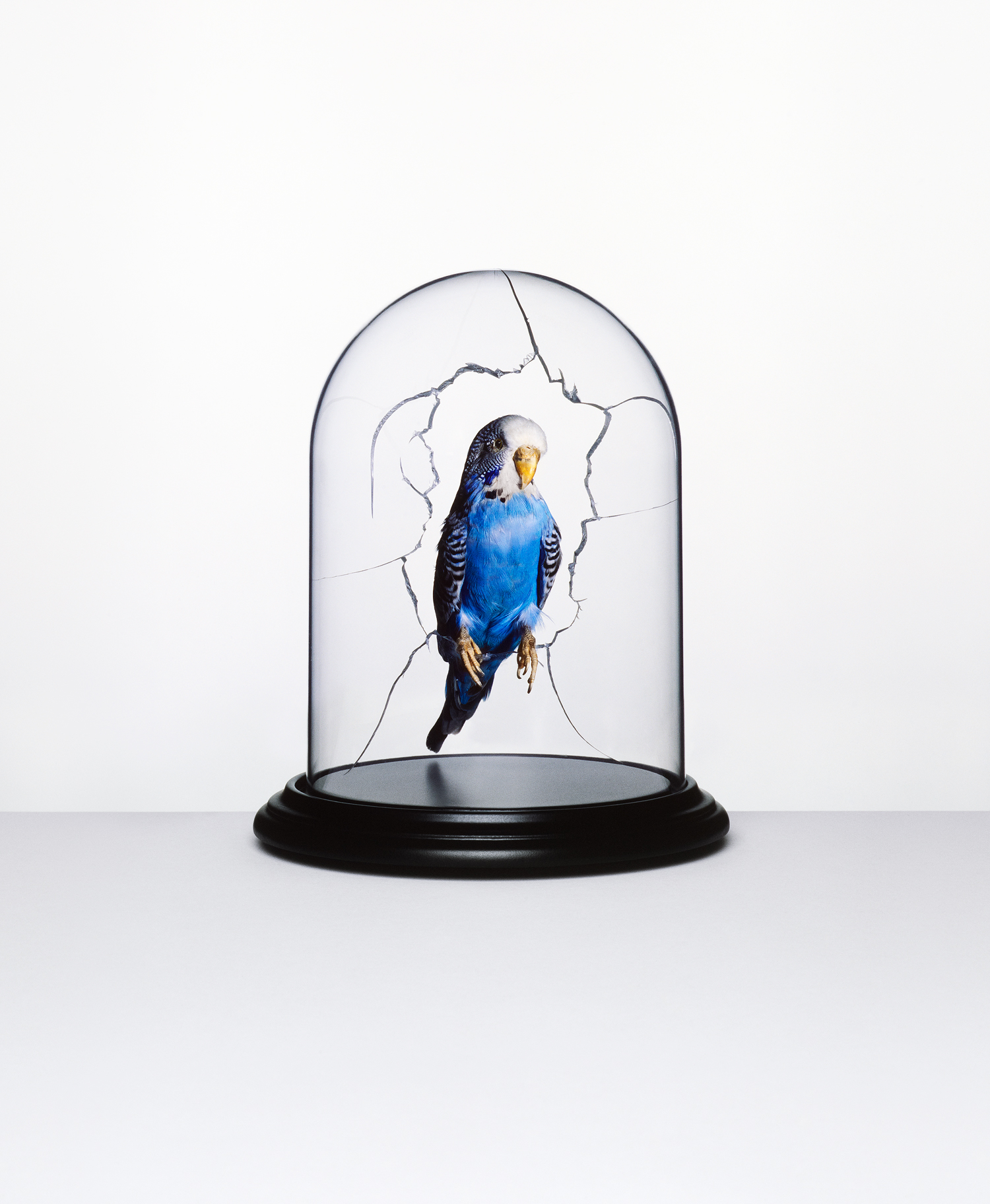 Budgie