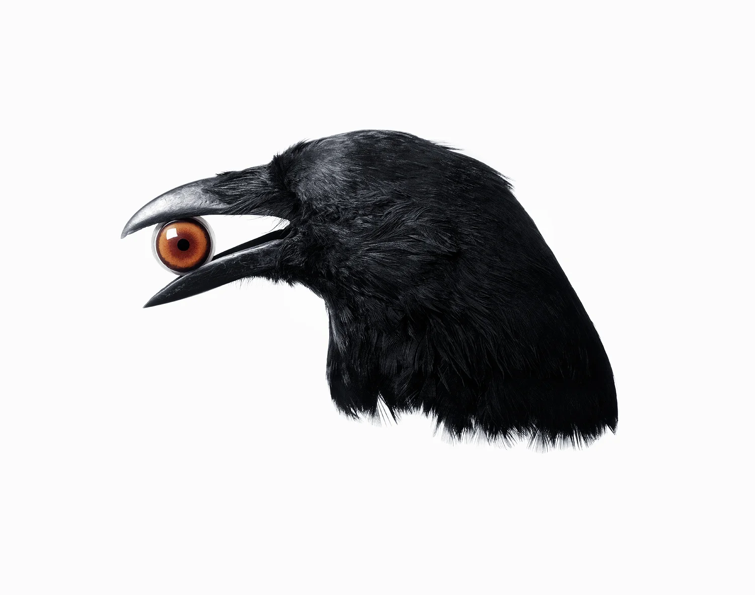 Crow with eye
