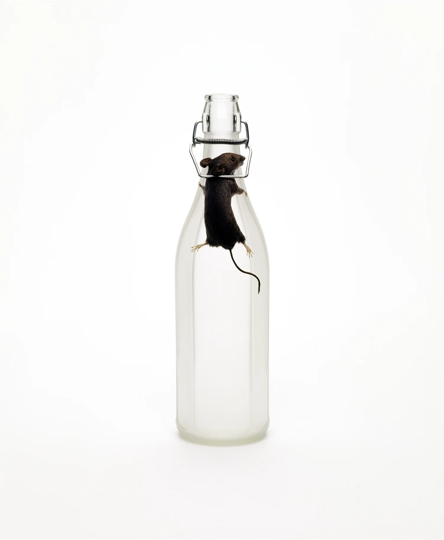 Mouse Trap Bottle