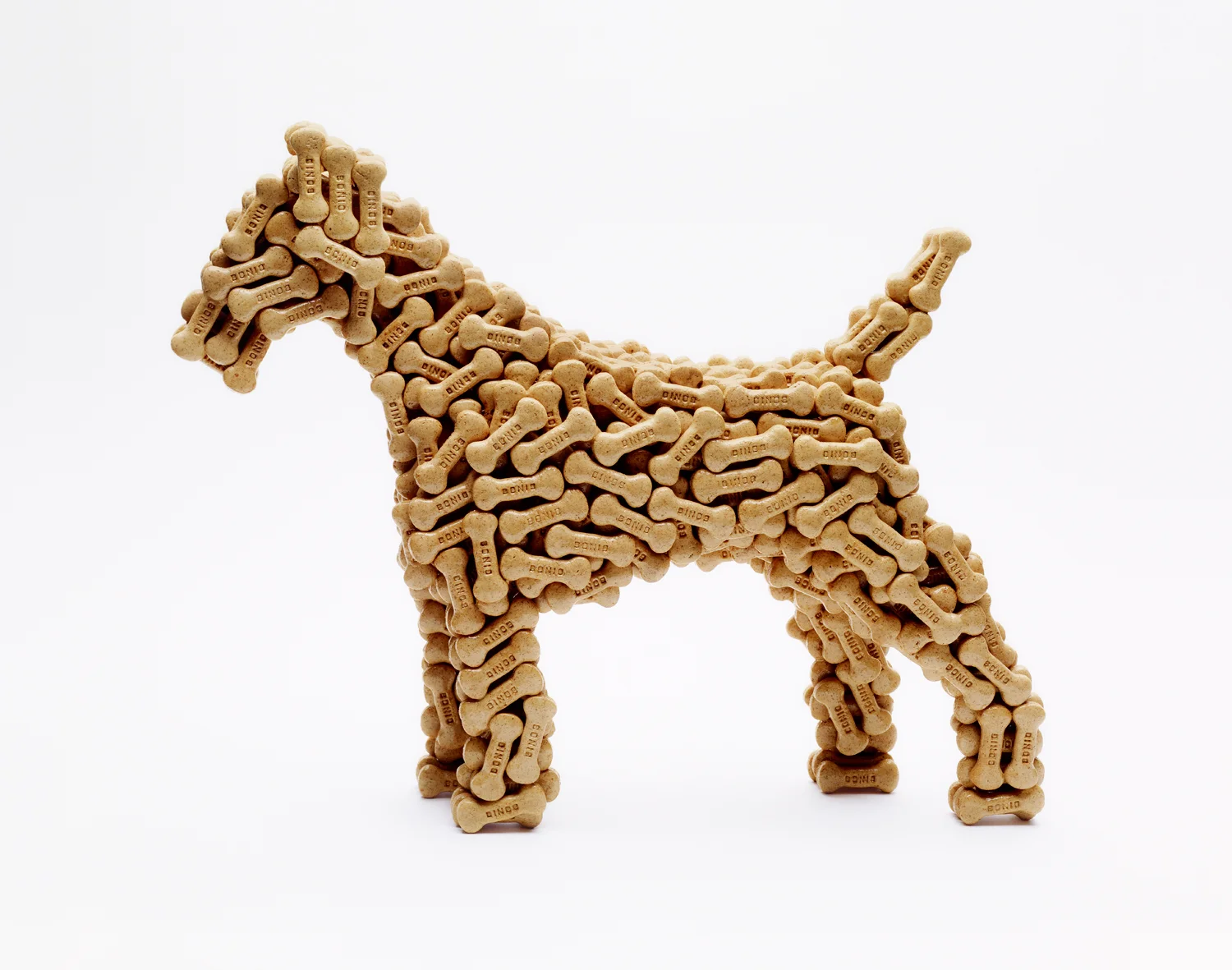 Dog Biscuit Dog