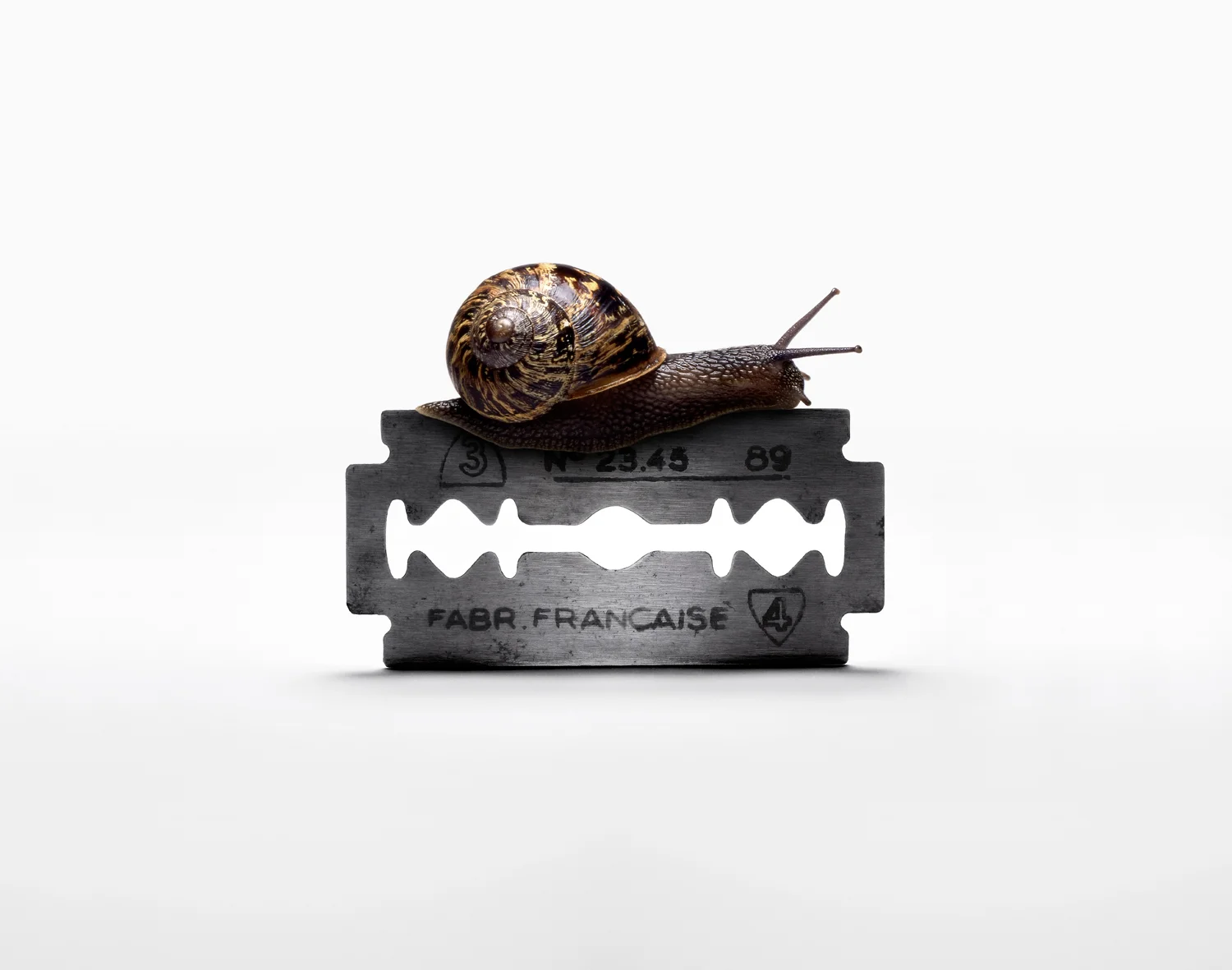 Snail on Razor Blade