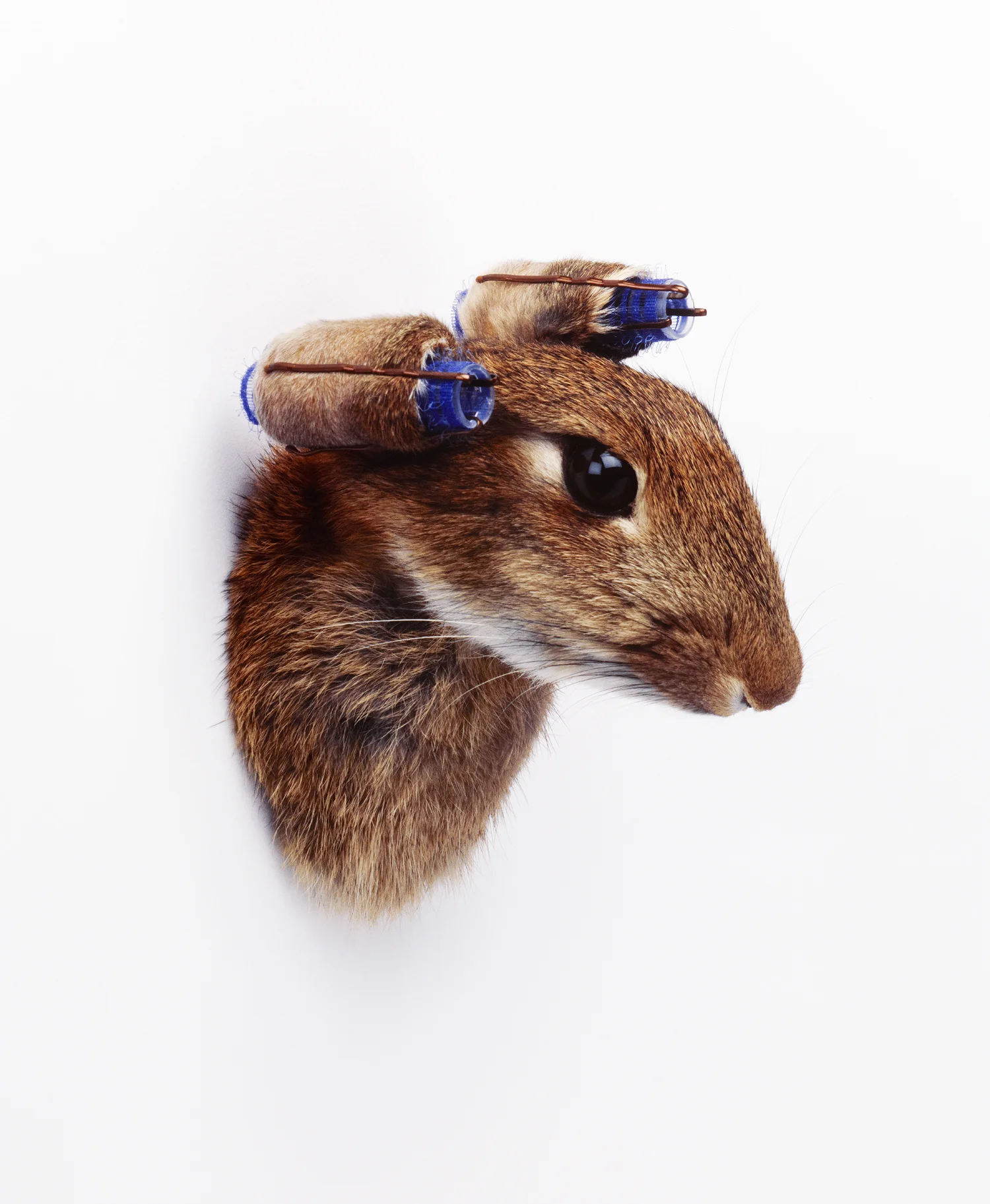 Rabit With Curlers