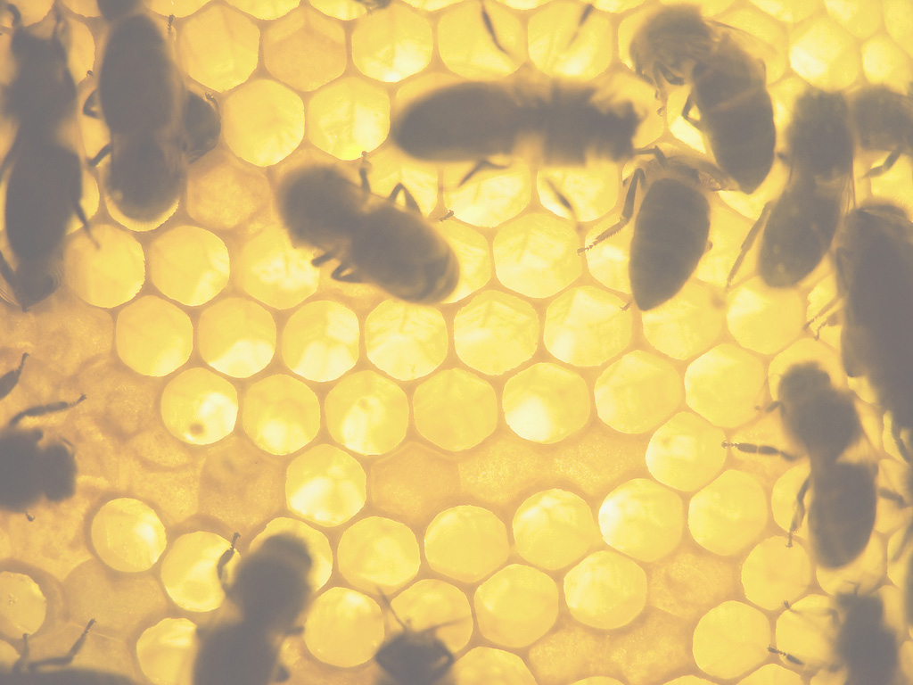 beehive3.jpg