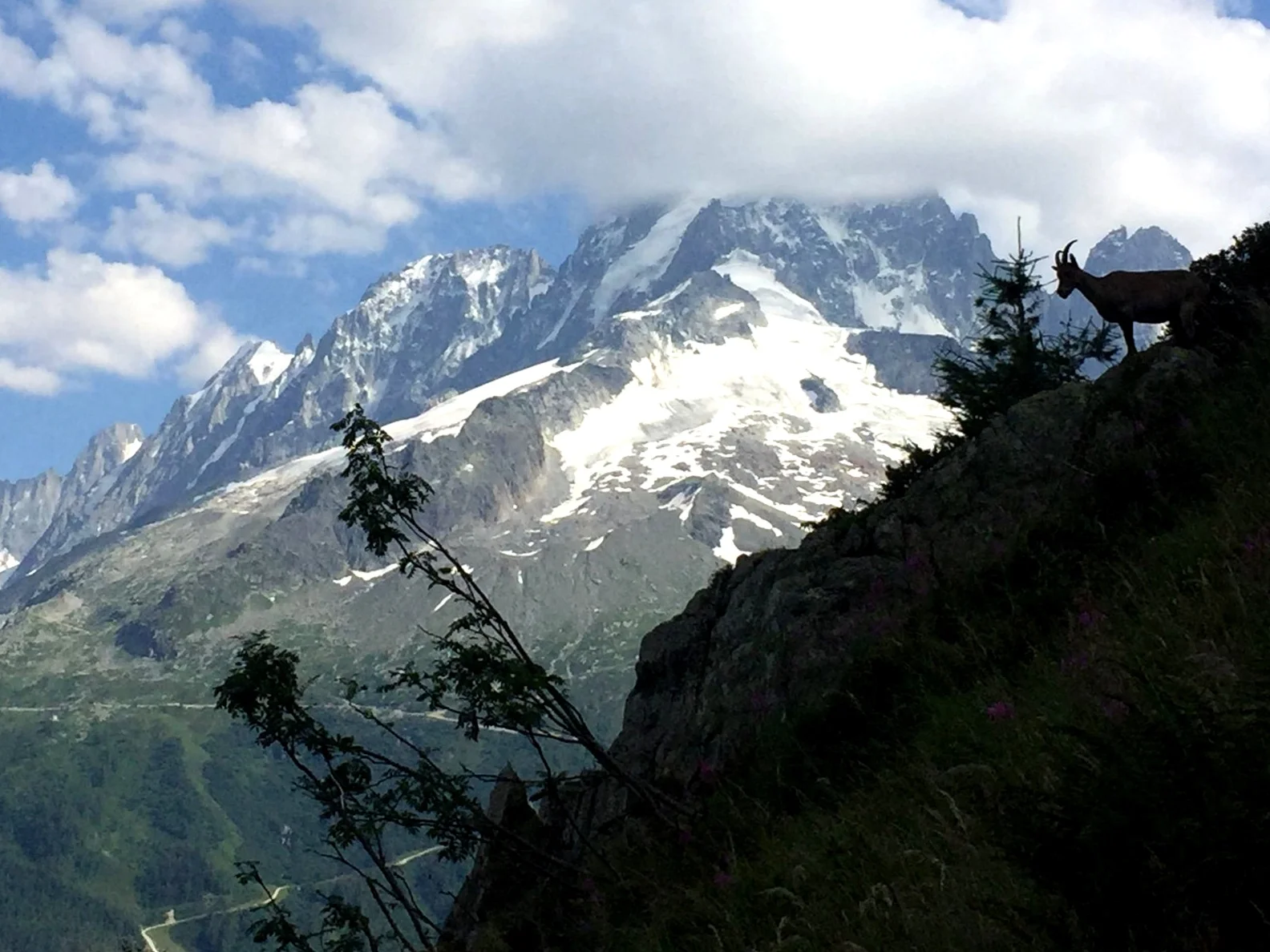 Ibex silhouetted against the skyline