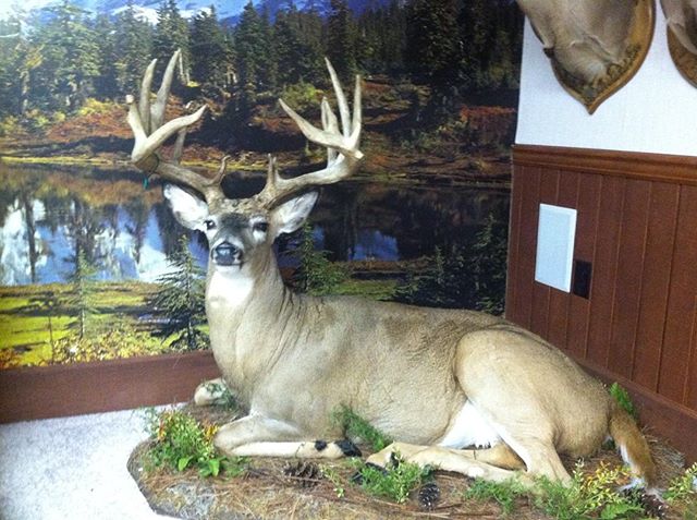 #taxidermy #hunting #deer #justgoshoot just delivered this  mount to a client in PA