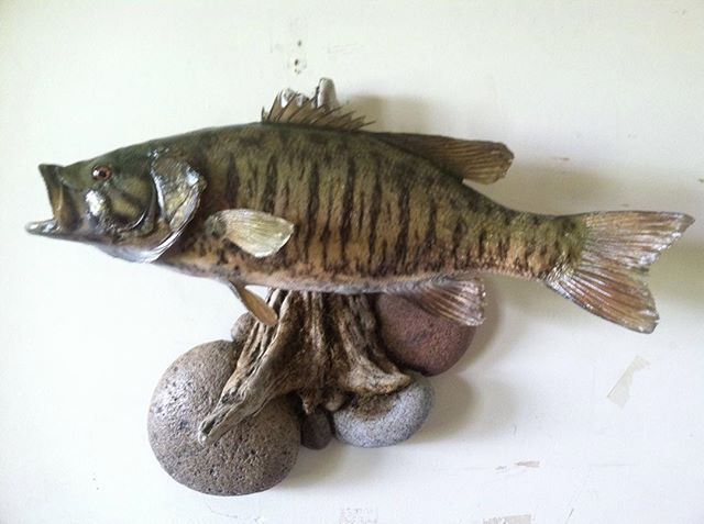 #taxidermy #spring #fishing #sm bass# good luck out on the water this year