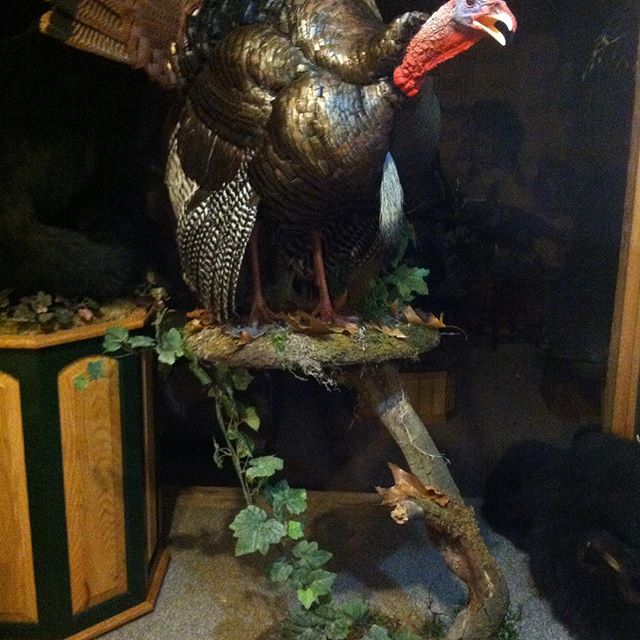 Taxidermy#turkey #hunting #spring turkey season is here good luck to you all