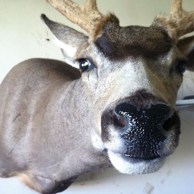 #taxidermy #hunting #deer #muley