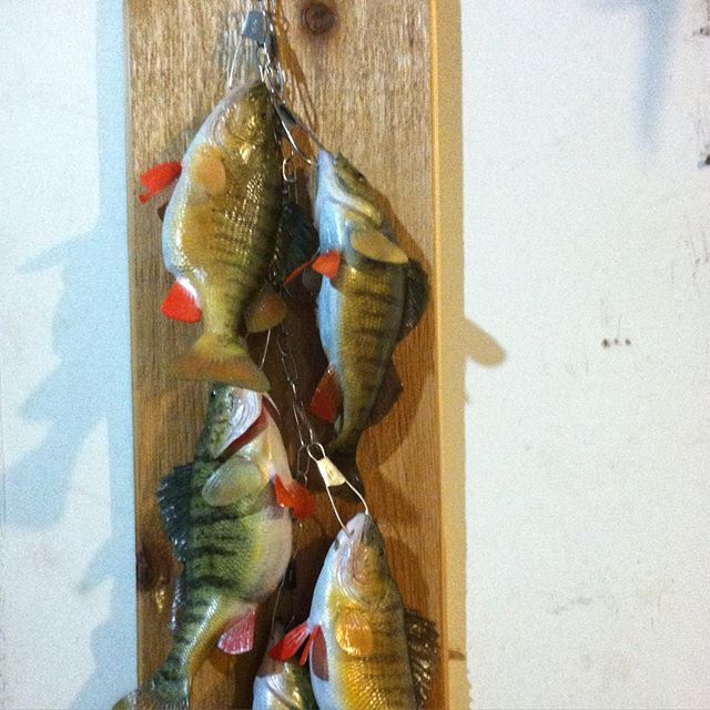 Taxidermy#ohio #fishing #perch#