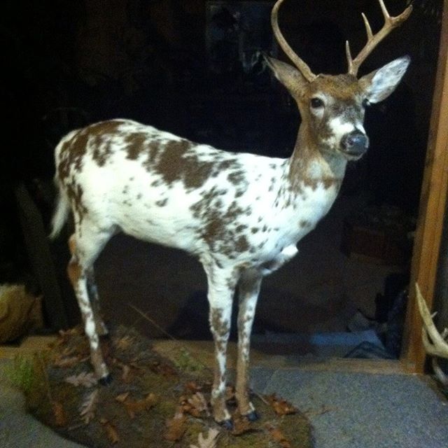 Taxidermy#deer #hunting #ohio#