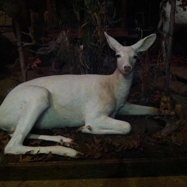 White doe#hunting #taxidermy #deer #