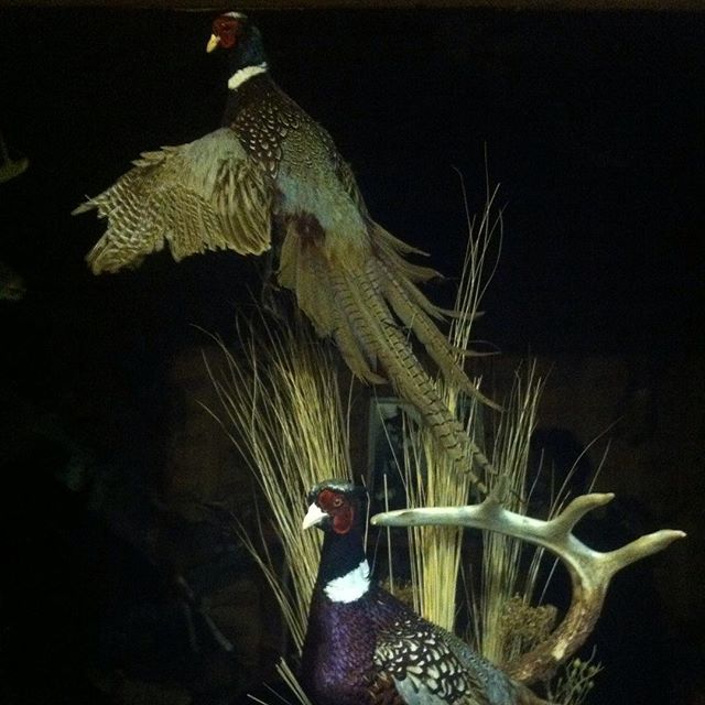 Taxidermy #bird hunting# hunting#