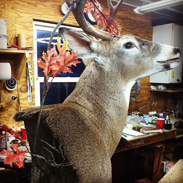 Hunting #taxidermy#deer #just finished open mth buck working a branch