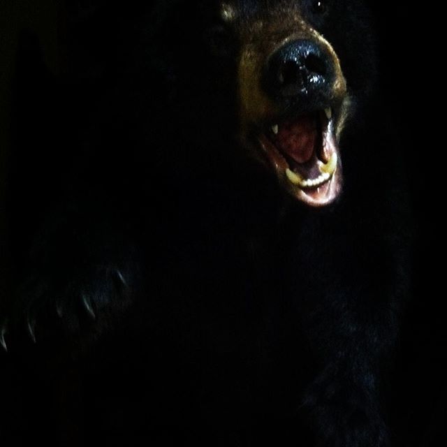 #taxidermy #hunting #outdoorsman #blackbears#