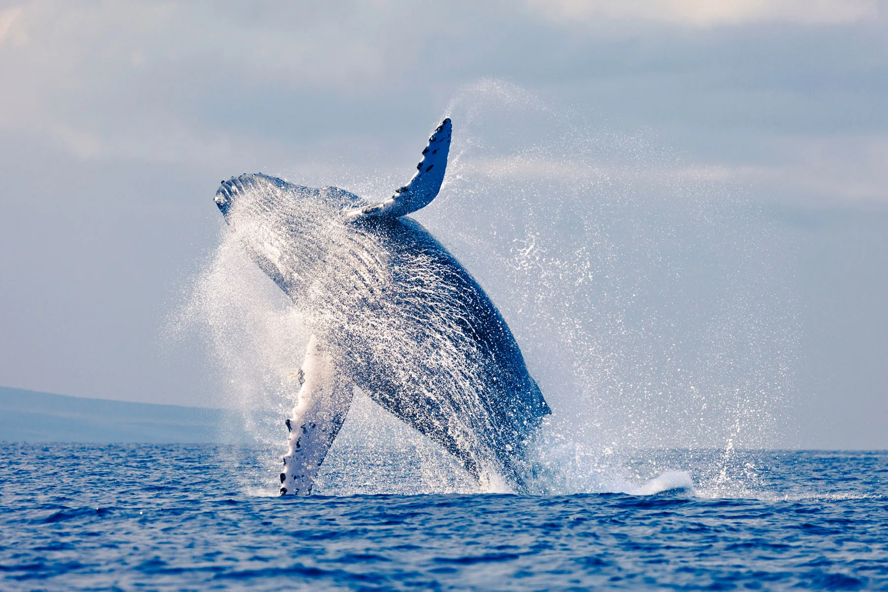 santa-barbara-hotel-whale-watching-package-top.jpg