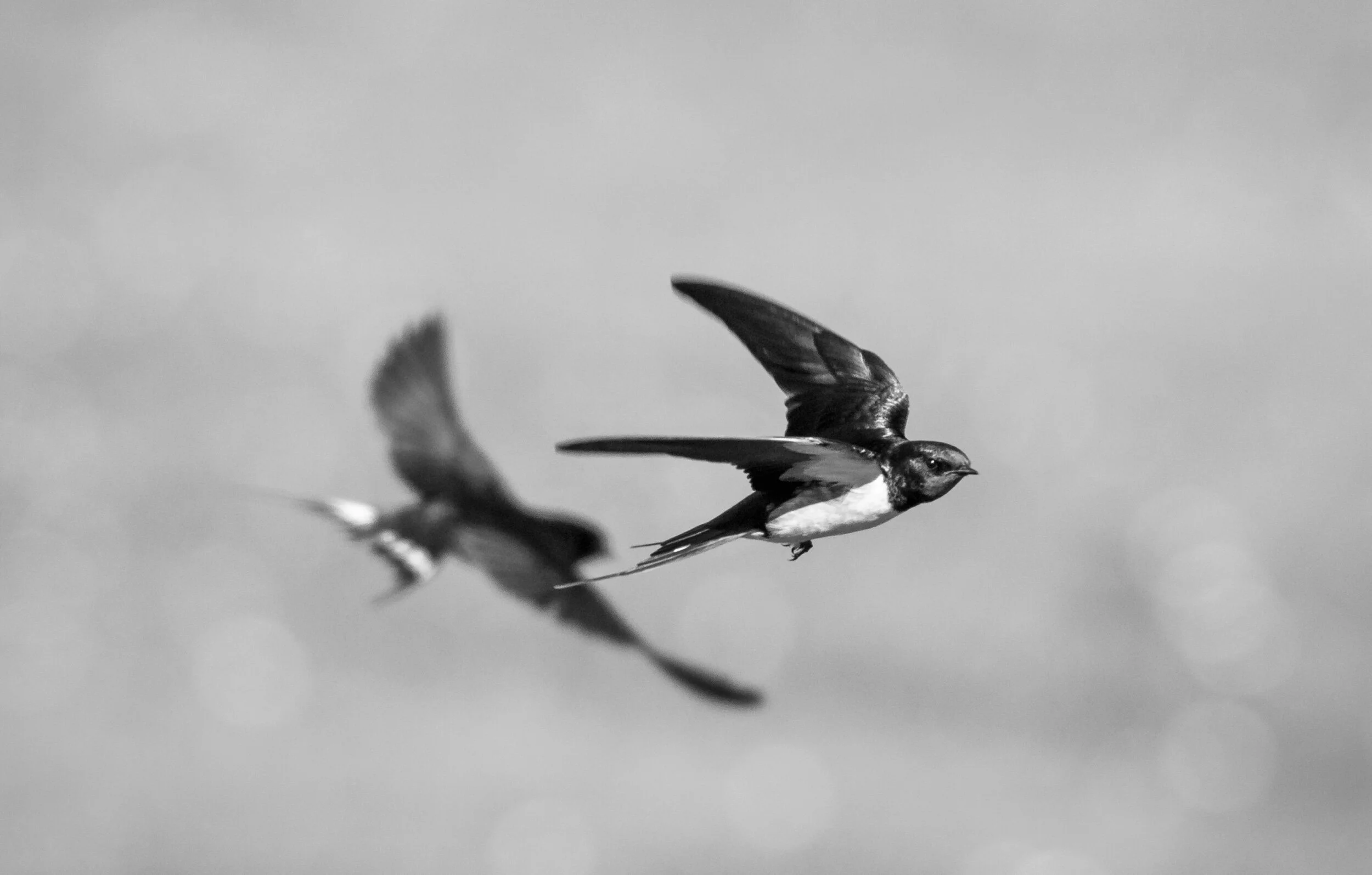 Tides of flight, routes of return