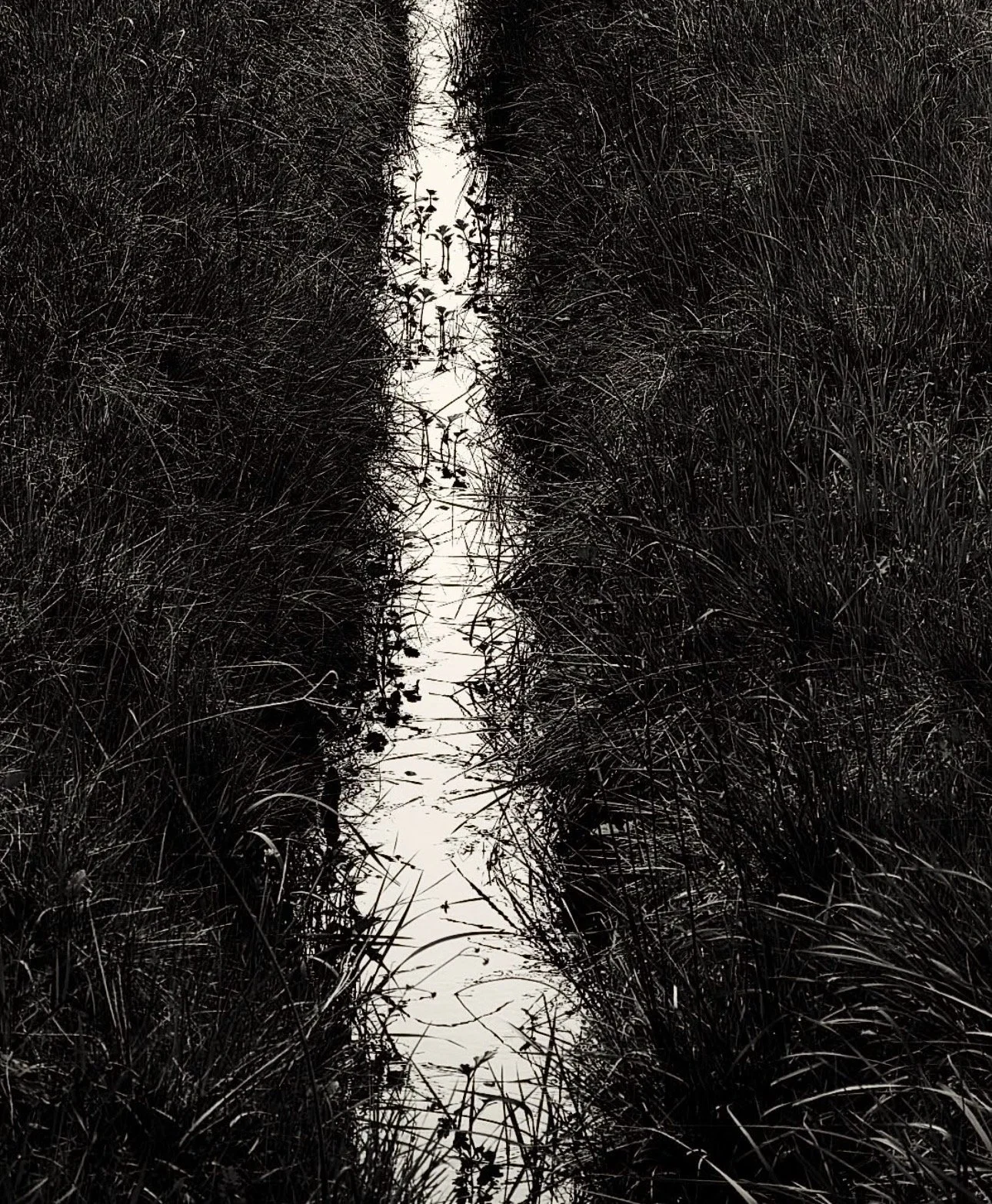 SILENT SUNDAYS IN APRIL . Group Meditation