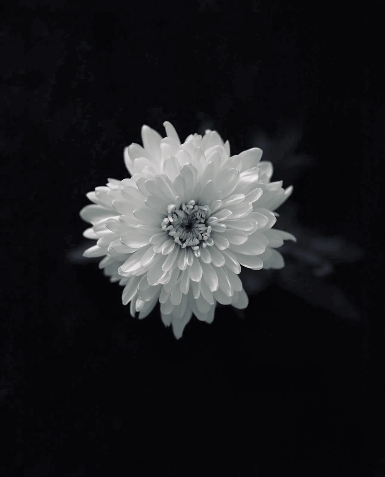 From Restlessness to Wholeheartedness 