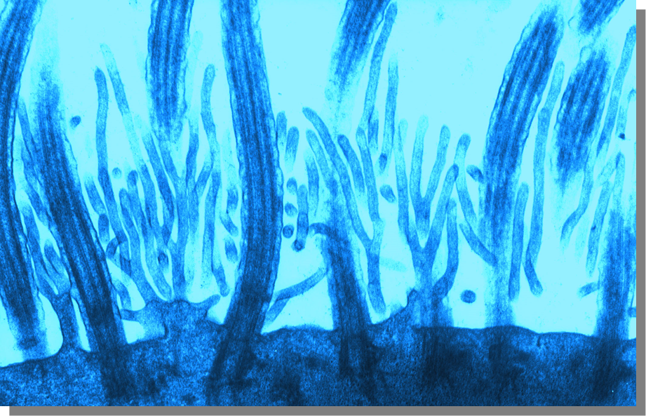 Cultured epithelium blue.png