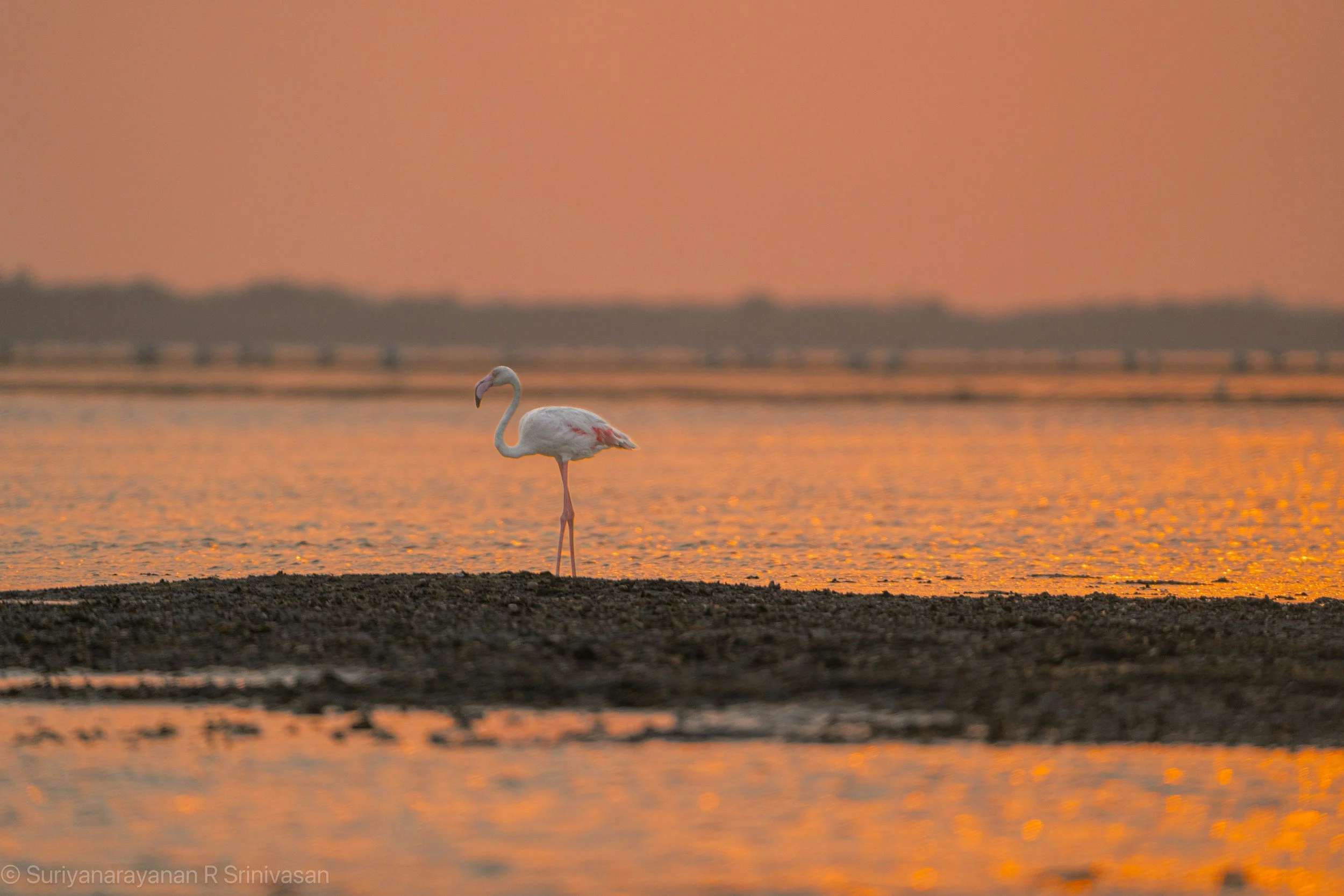flamingo standing on it's own