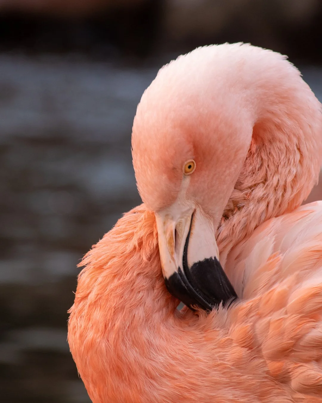 Why am I obsessed with flamingoes lately? ⁠
⁠
Because the natural world is full of surprises if you&rsquo;re paying attention.⁠
⁠
Flamingos are bold without trying. Their color isn&rsquo;t decoration&mdash;it&rsquo;s biology. Their grace isn&rsquo;t 