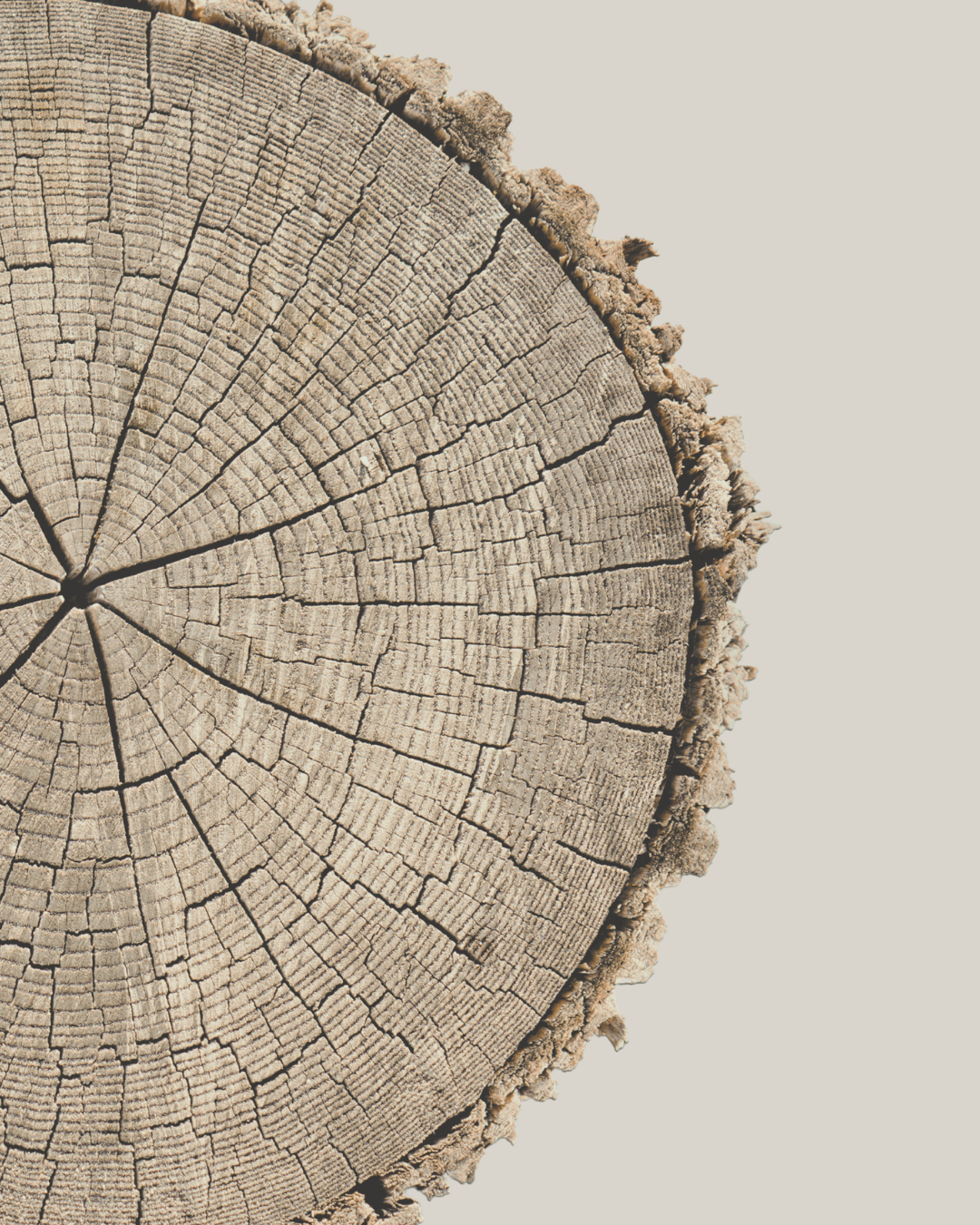 tree rings cross section