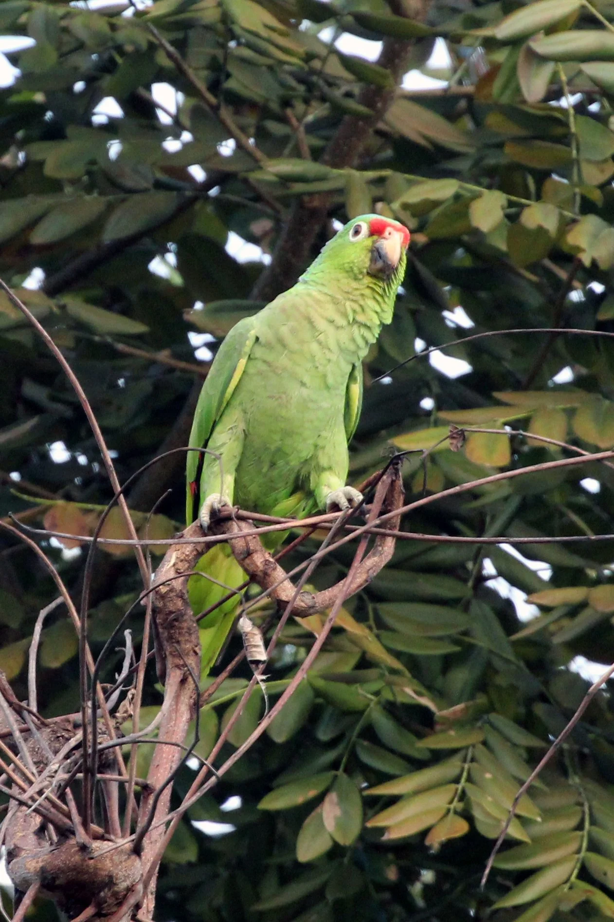 greenparrot2.JPG
