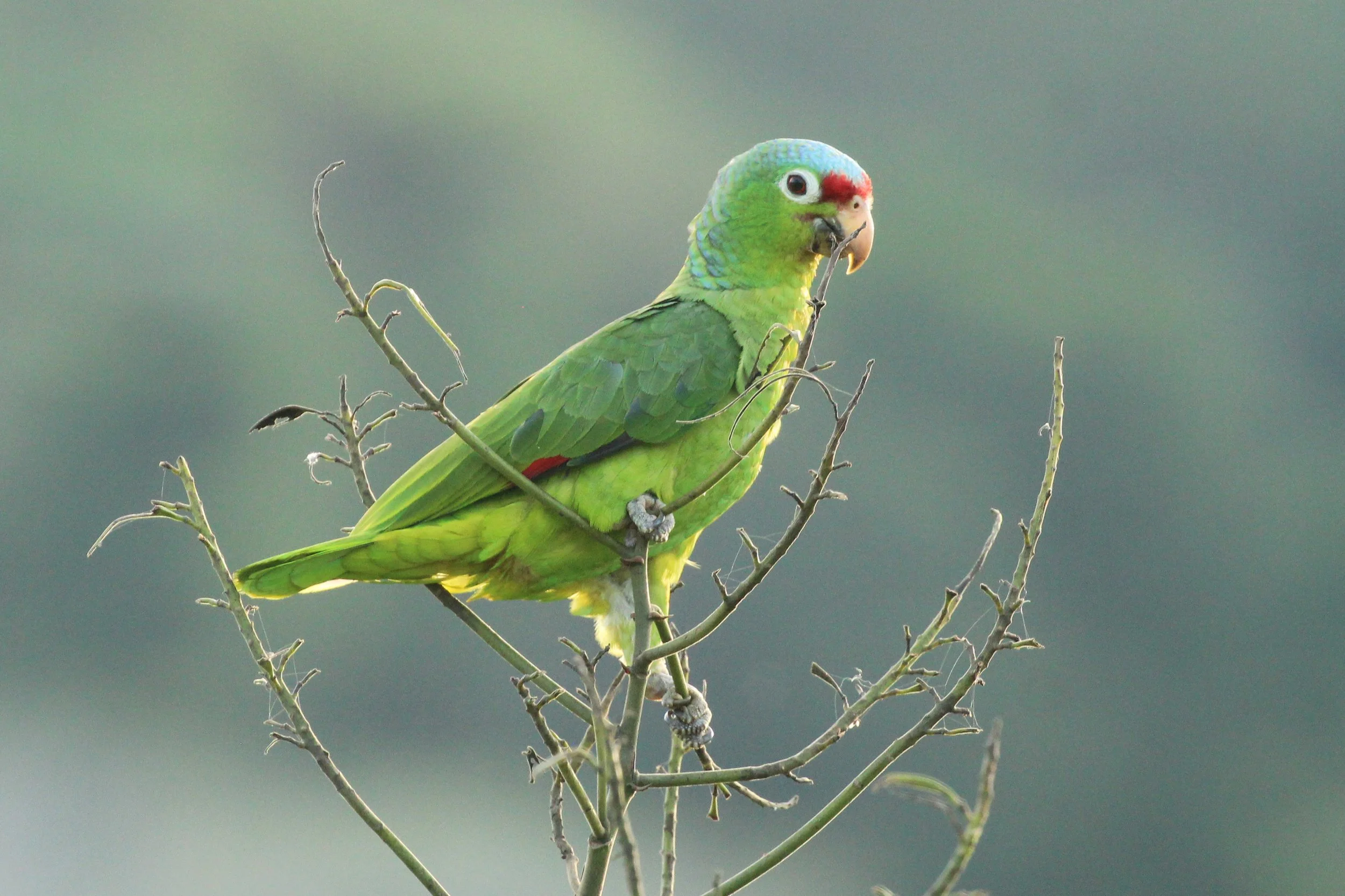 greenparrot.JPG