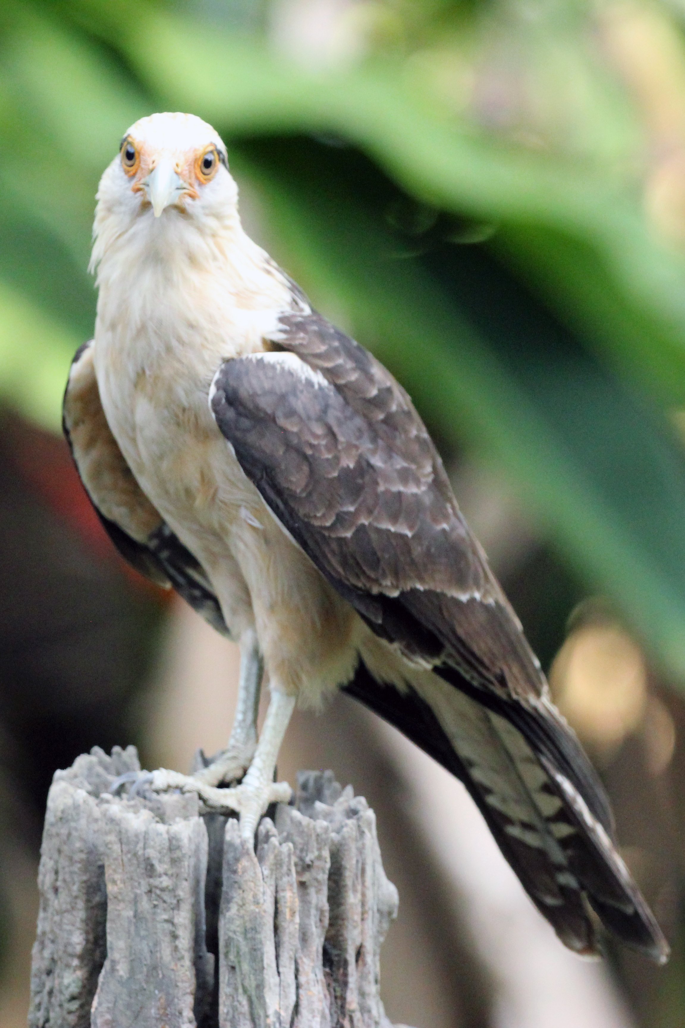 caracara2 copy.jpeg