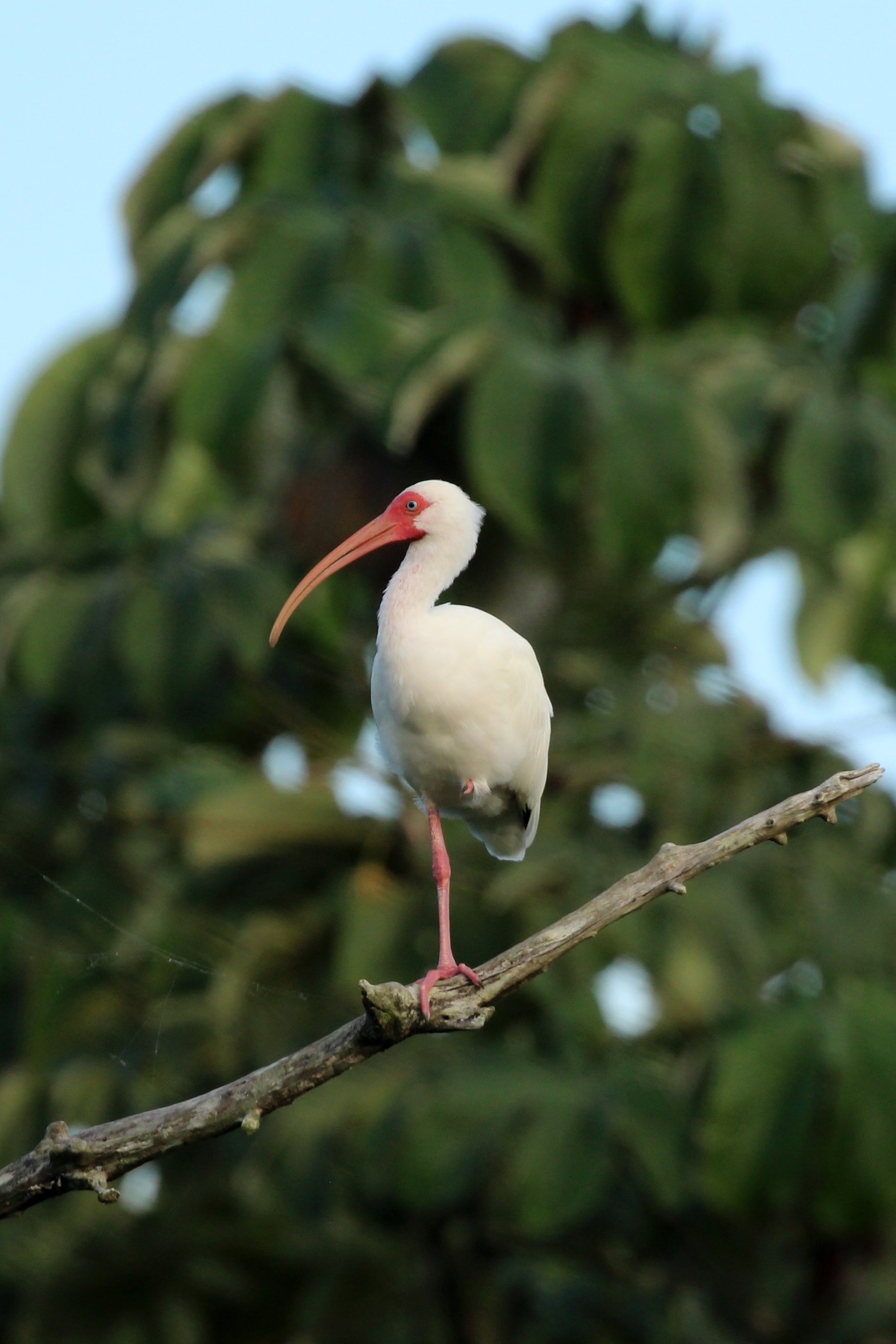 WhiteIbis copy.jpeg