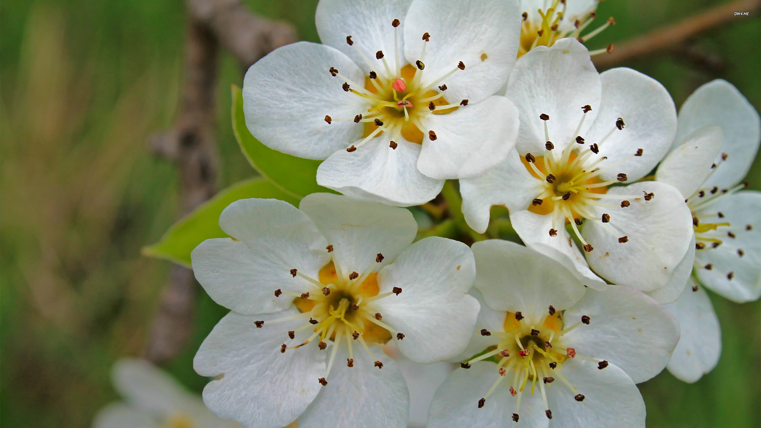 33-pear-blossoms-2560x1440-flower-wallpaper.jpg