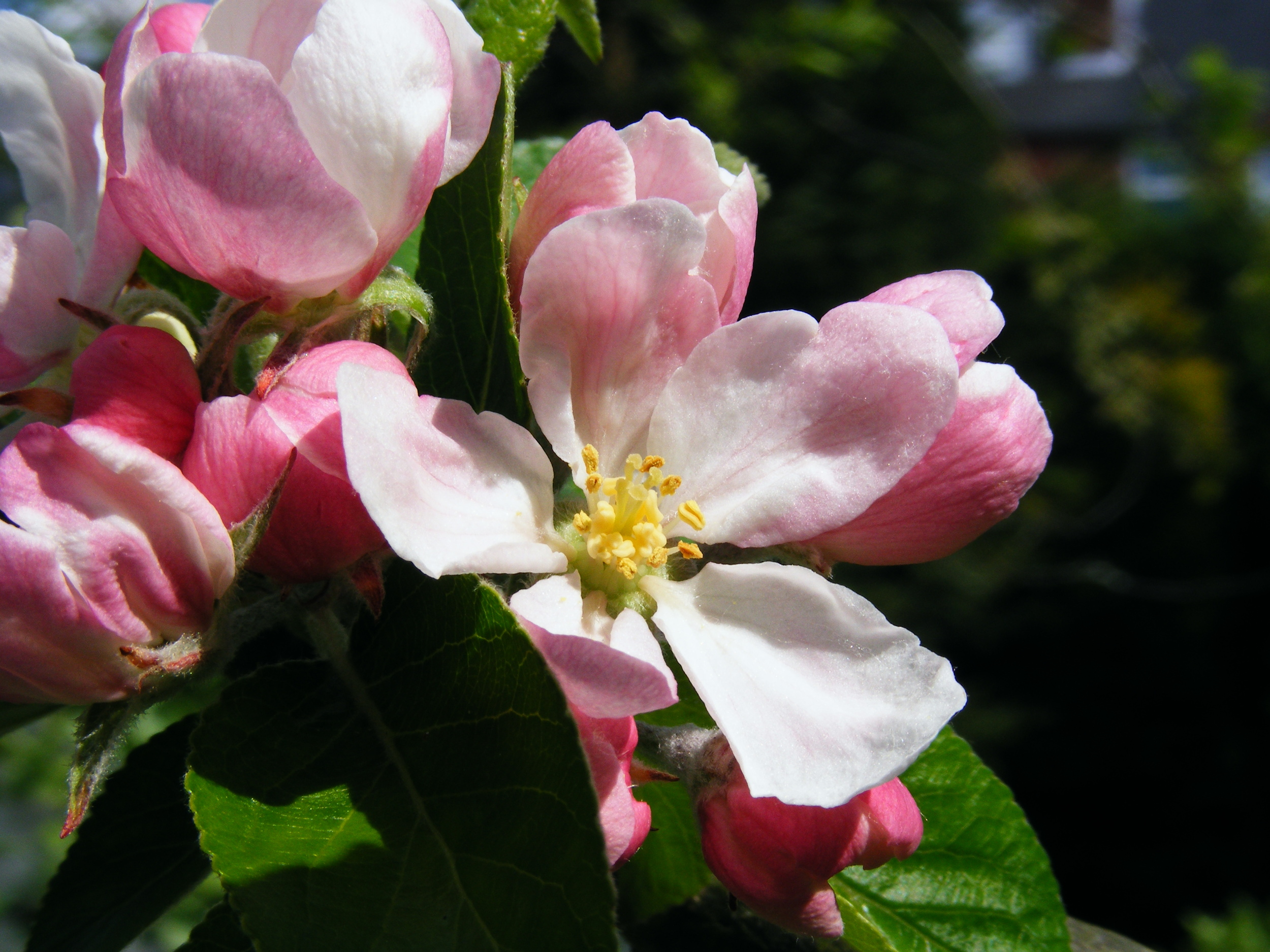 Apple_blossom_01.jpg