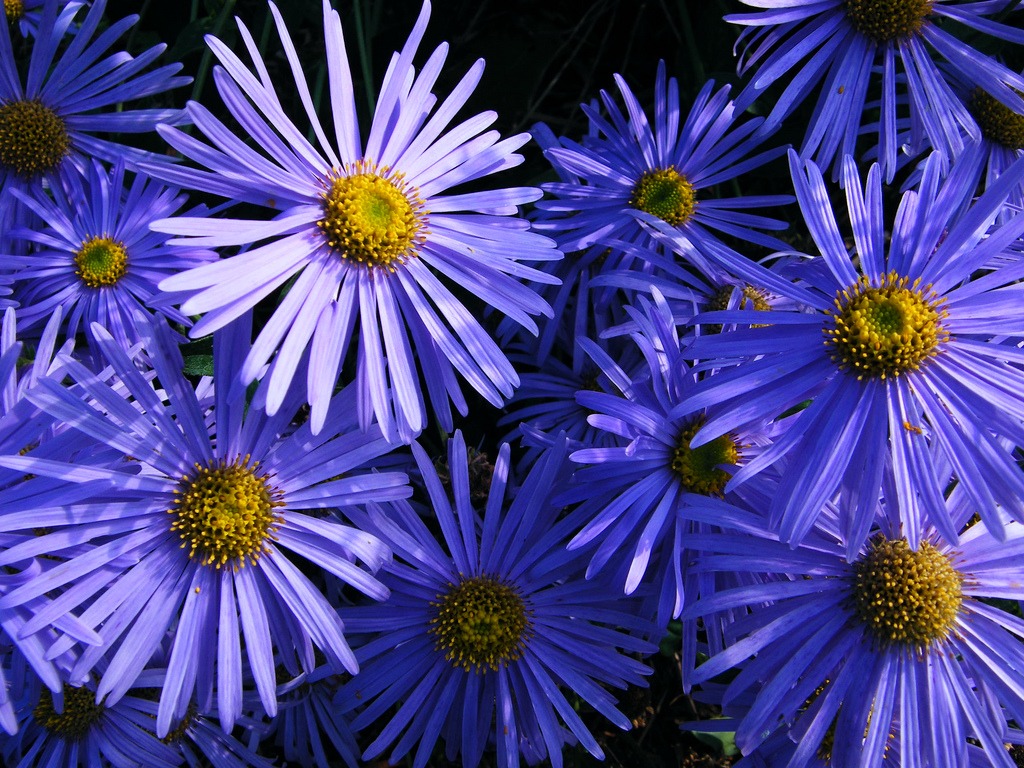 asters1.jpg