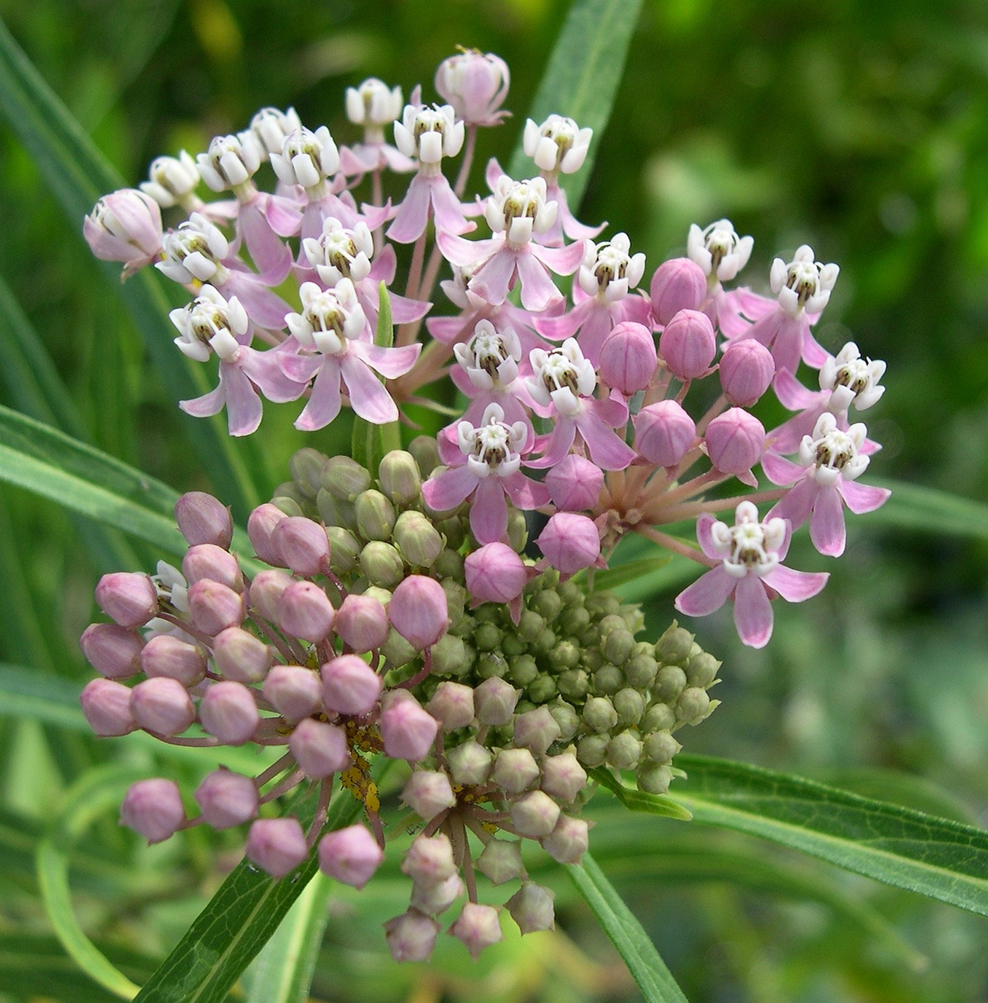 Asclepias-incarnata.jpg