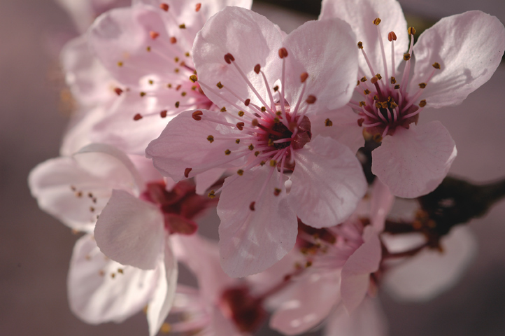 Cherry blossom pictures..jpg