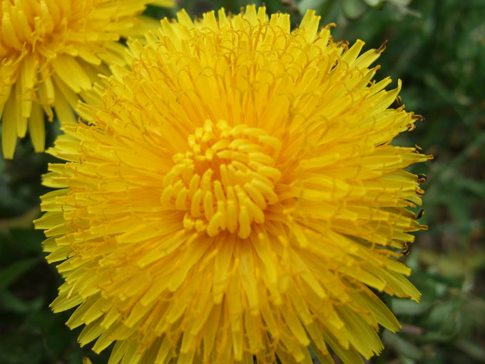 dandelion-flower.jpg