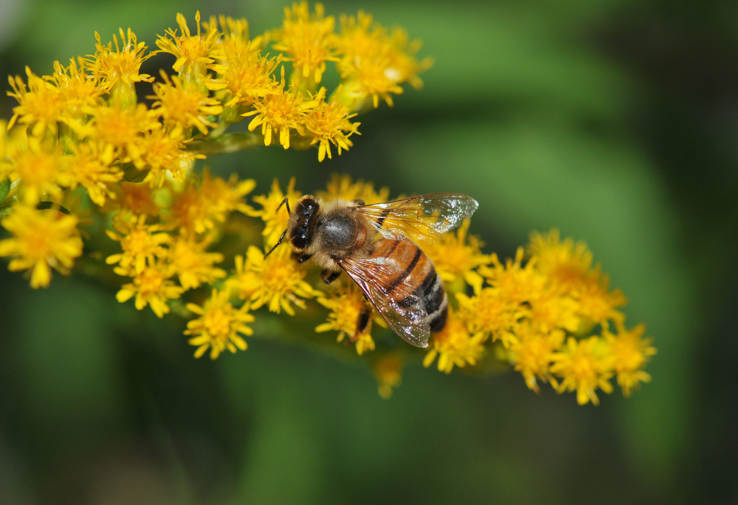 bee-goldenrod-3-1.jpg