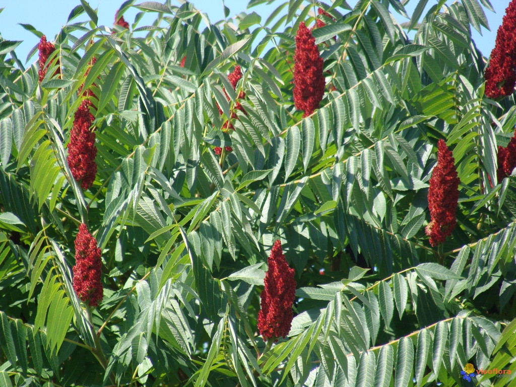 sumac-de-virginie-visoflora-14002.jpg