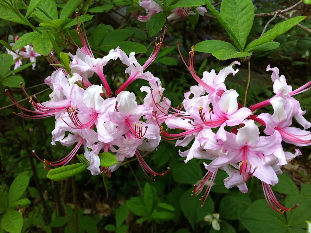 Rhododendron periclymenoides GDT.JPG